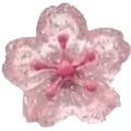 Blume8 Kirschbluete
